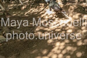 IMG_1527